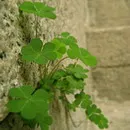 Kieu