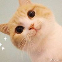 哦豆豆们呀