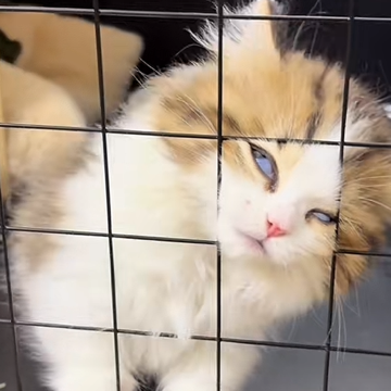 猫富贵