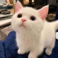 枫源万叶