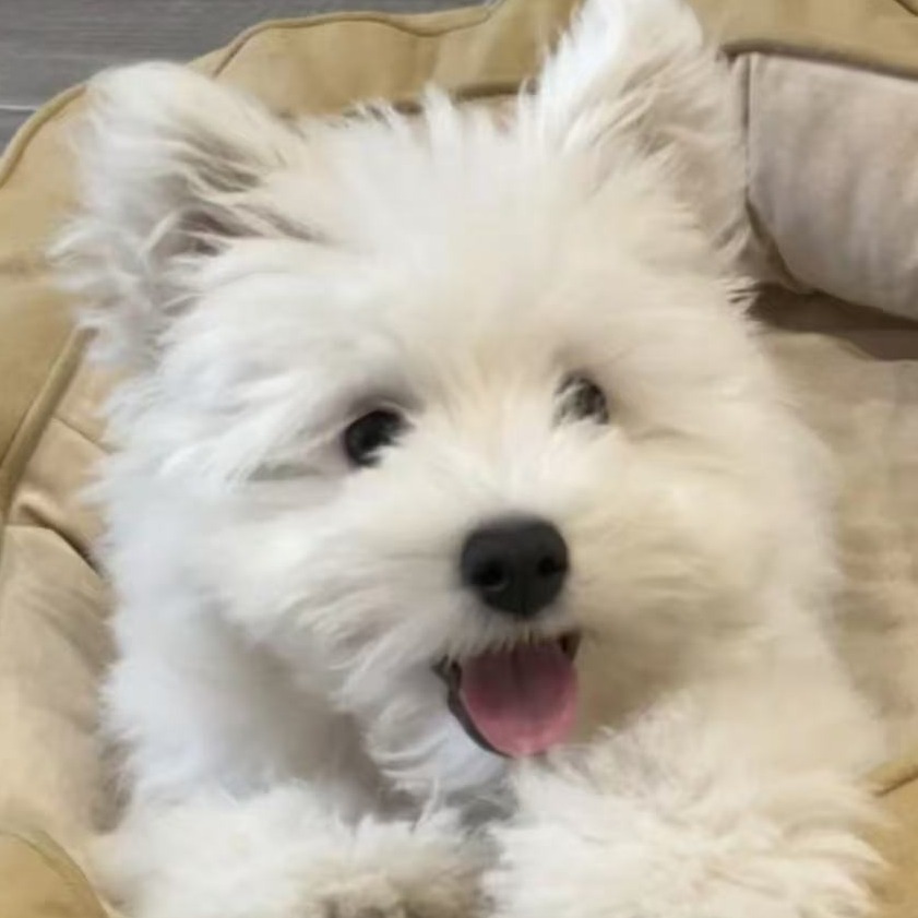 Stevenleez