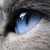 Fox_fx