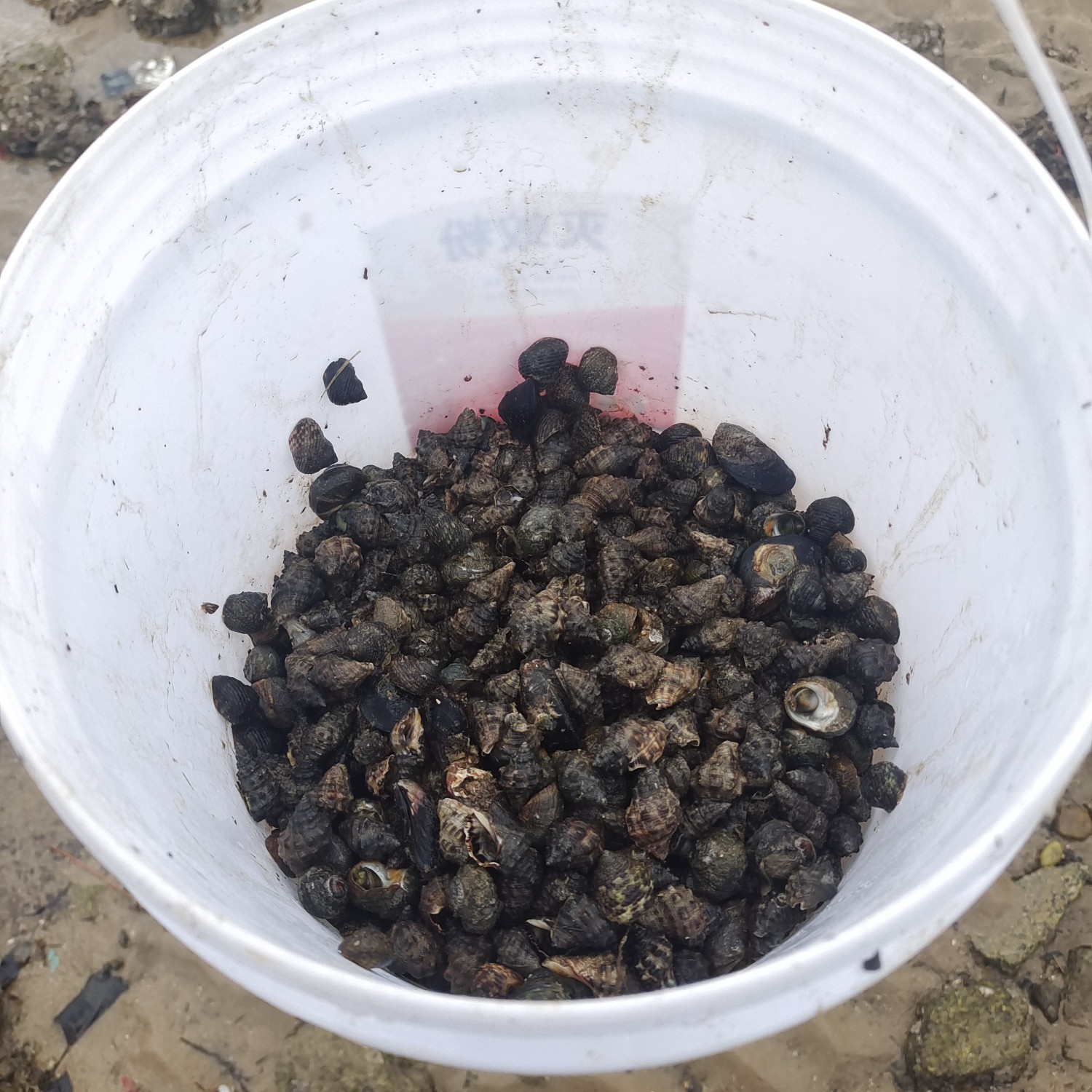 海边的海螺