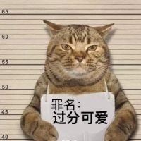 孤欢成瘾XXL