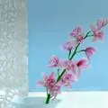 Z筱筱