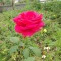 Ray_22778