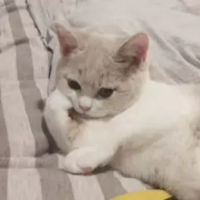 小凯kqc