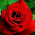 158802962Zn