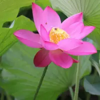 心竹1885
