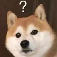 face迷途小羔羊