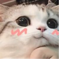 藏身于早雾中-