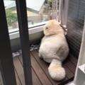麦旋风味小甜包