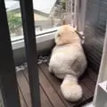 麦旋风味小甜包