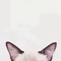 139******77