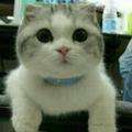 花熊猫