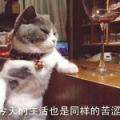雅琪4aM