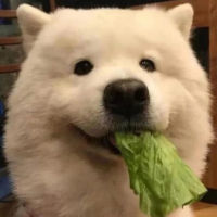 2营长的意大利面