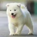 丹丹小盆友