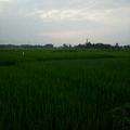 小黑土豆