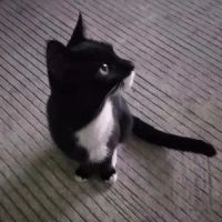 广倪合