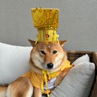 天才交易员落尘