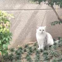 小番茄《》🍅