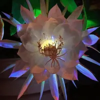 昙花一现不如野草丛生