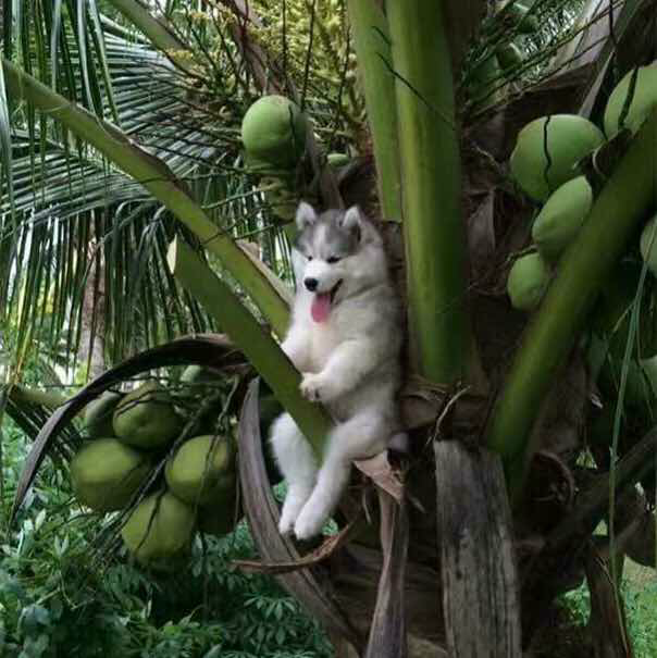 新疆彭于晏