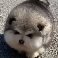 EApolarbear