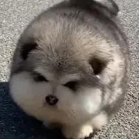 EApolarbear