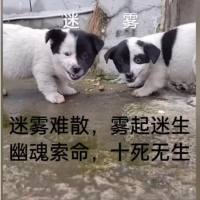 @迷雾
