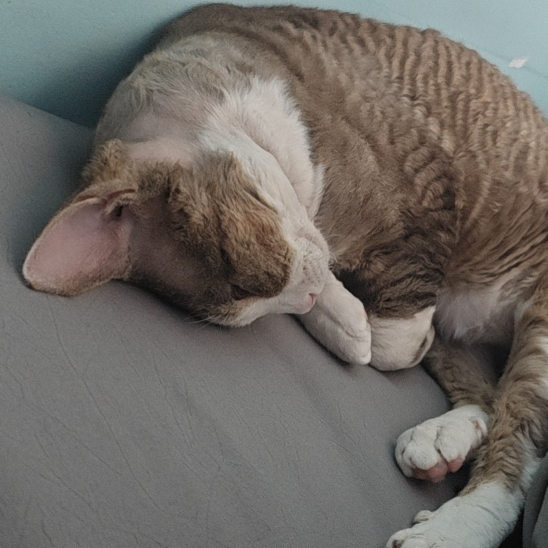 一娃两只猫