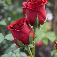 Gous  uddin