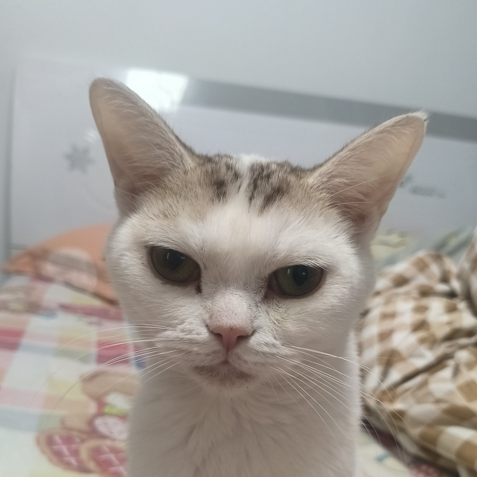 轻轻的清风