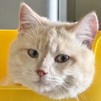 Alfie_Alfie