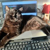 Ai_Cat