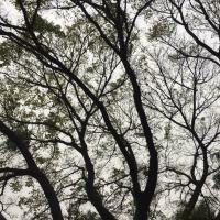 蕉蕉尼