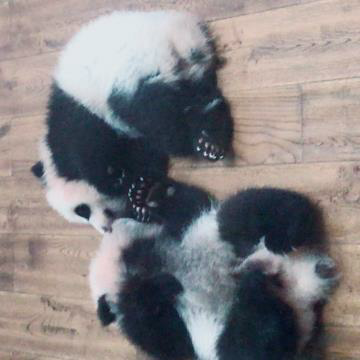 迷途的小猫