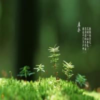MO相忘