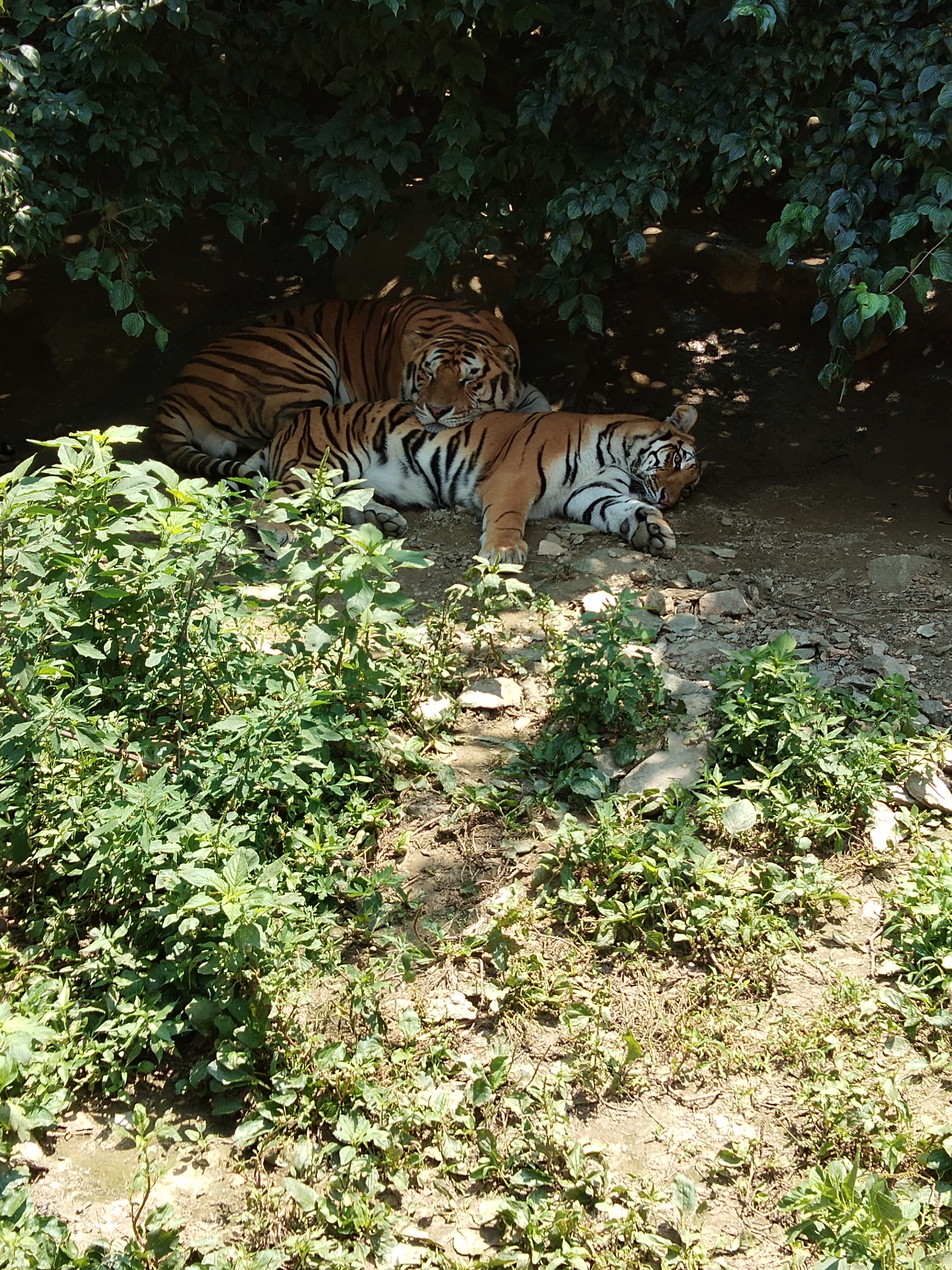 美丽的向日葵