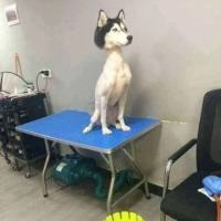 王白丁