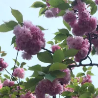 京都的刘大