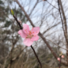 沐马马