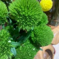 金色的豆豆