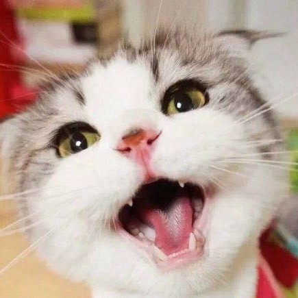 趋势交易者猴哥