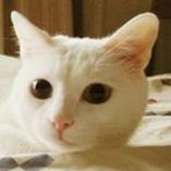 dolookhao