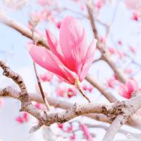 卡拉泡泡