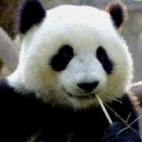 大胖