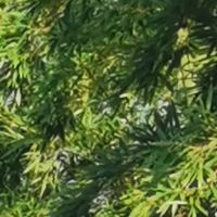 T-P冰糖葫芦