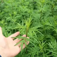 杂然